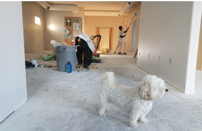 Dog roaming indoors while rental is being renovated