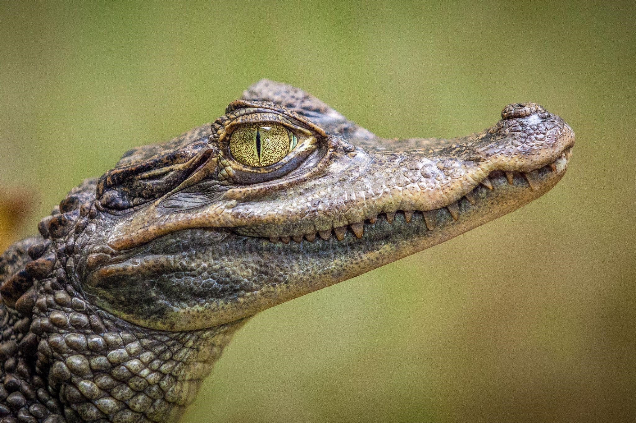 Close-up of a young alligator